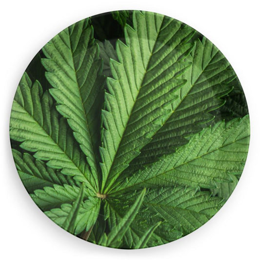 Cannabis Plate