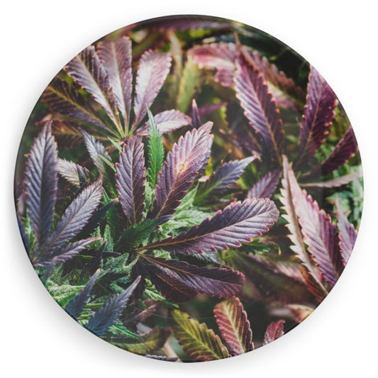 Into The Garden Cannabis Plate