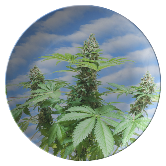 Sono Bella Cannabis Plate