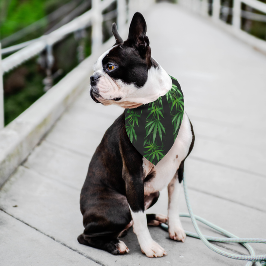 My Cannabis Pet Bandana