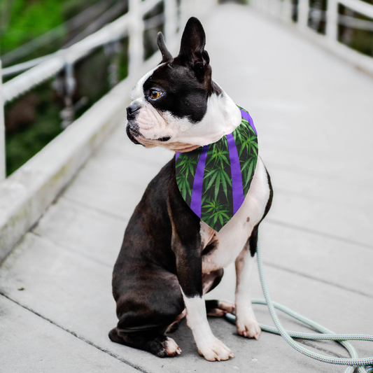 My Cannabis Pet Bandana